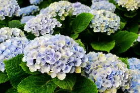 我的绣球花盆栽淋雨后晒了下太阳，枝条叶片怎么下垂萎蔫了图片