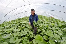 山野菜大棚“扣”住了村里的年轻人图片