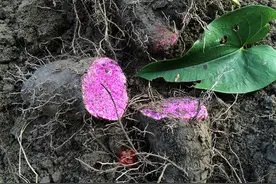 横着长的山药掰开是紫色，还没成熟就被订购一空，山东农民卖高价图片