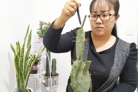 仙人掌嫁接令箭荷花，长满刺，开满花视频封面