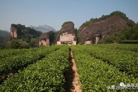 福建之茶 | 关于武夷岩茶，福建一名00后问了这么一个问题图片