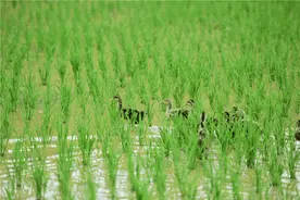 古田农村八大野味，你吃过多少？图片