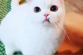 当一只猫长出了地包天…谢谢，有被丑到图片