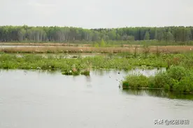 如果我在野外游泳碰到蛇，我会如何自救？图片