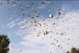 和鸽群一起“漫天起舞”的主观视角如何拍摄？揭秘鸽子怎样成为摄影师→图片