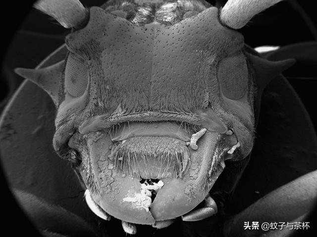 令人称奇!10张片带你盘点那些长相奇丑的虫子们