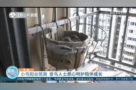 鸟儿阳台筑窝 独居大伯悉心呵护幼鸟陪伴成长图片