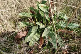 农村河边野菜“牛舌菜”，根部像人参价值极高，遇见别轻视图片