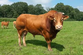 王伯花3万买的种公牛，脾气火爆难管理，主要依靠4个“绝招”图片