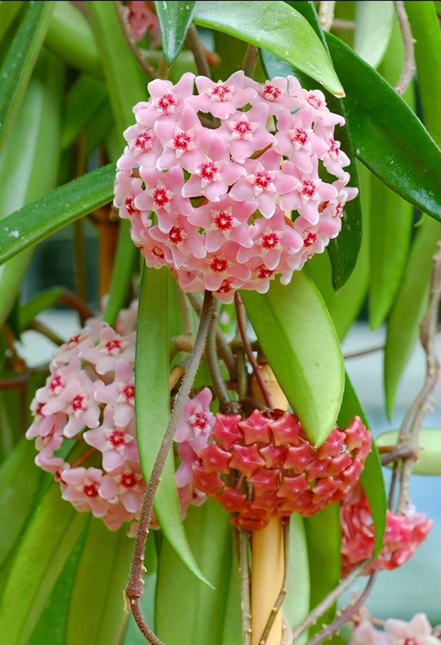 5种爬藤植物,生命力旺盛繁殖快,你养过吗?