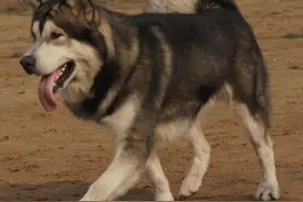 区分阿拉斯加和哈士奇，你只有掌握这些要点，并不难图片