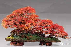 色彩的胜利——赏张志刚作品《舞动的山林》图片