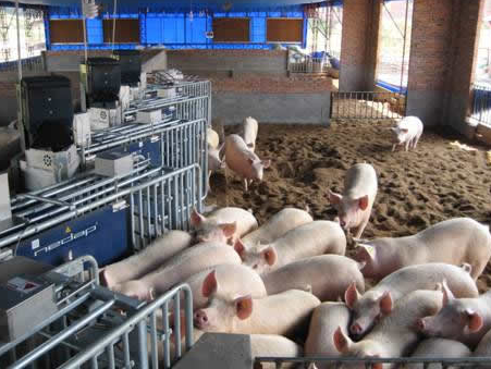 养猪，关于蛋白质的概念你要懂