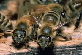 如群蜂蜇人，让人防不胜防，江湖四大骗术，蜂麻燕雀之“蜂”门图片