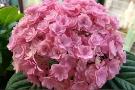 绣球花不小心暴晒了一天，回来直接晒脱水了怎么办？图片