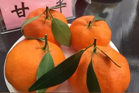 新品种柑橘甘平简介图片