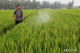 60天成熟的水稻能不能普及，会对农业发展产生什么样的影响？图片