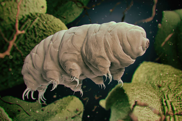 地表最强防御大师——水熊,耐旱耐潮不惧辐射与缺氧