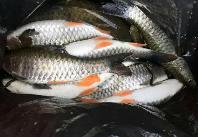 淡水鱼没有鱼鳞的鱼是什么鱼