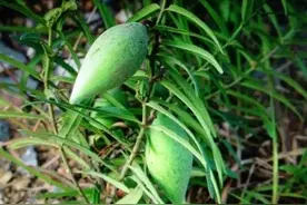 农村山上的地梢瓜等野生水果，你吃过吗？图片