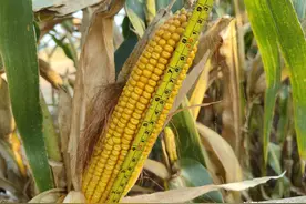 最高亩产2985.4斤，这个玉米新品种抗病又抗倒，都适合哪里种植图片