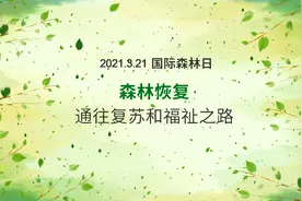 你好，国际森林日！图片