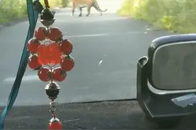 这只老虎还挺“温顺”图片