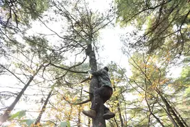 奢侈坚果价格又破新高，采摘一天挣上千元，年轻人为什么不想干？图片
