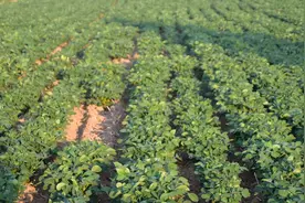 花生控旺小技巧，和哪些叶面肥能混用？做对了，省工效果好图片