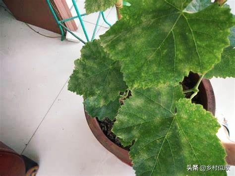 微肥有时的力量是巨大的！种植葡萄补充营养时，怎么选择微肥？