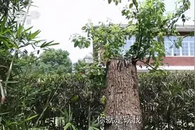 央视关注！修剪自己种的树被罚14.42万元！李先生有话说图片