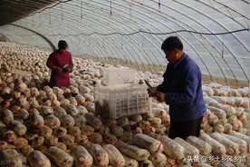 在农村种两亩地能养活自己吗？种得好年收入在5万以上图片