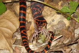 金环蛇明明比银环蛇更吓人，为何没有银环蛇毒性大？图片