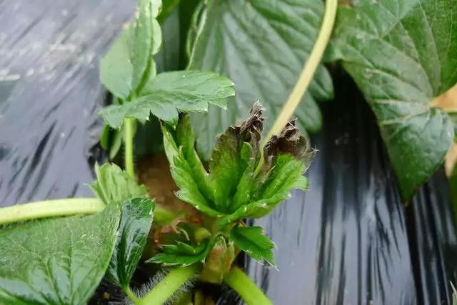 草莓缺钙，很难补救！预防是关键！做好选苗、土壤、栽培管理
