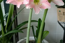 朱顶红黄叶？4点做好了，叶子油绿长得旺图片