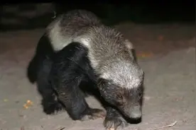 山海经里那些被证实存在的异兽，至今仍生活在我们的这个世界中图片