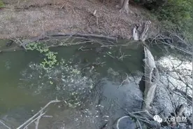 亚马逊河发现一群电鳗，且这几十条电鳗一起放电捕鱼群，非常罕见图片