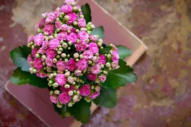 你可能不知道，有这4个特征的磷酸二氢钾都是假的，别再被骗了图片