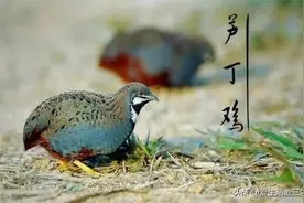 农村新兴养殖——芦丁鸡养殖，致富原来如此简单，快学起来！图片