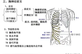 脊神经3（胸神经前支、腰丛、骶丛）超清ppt课件免费送图片