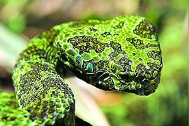 最贵的巨型毒蛇，100万都买不到一只，神秘的莽山烙铁头你知道吗图片