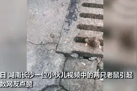 这也行？长沙小伙把两只野生老鼠喂成自己的“宠物”图片