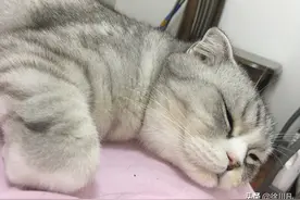 萌宠猫咪主子的相爱相杀生活日记图片