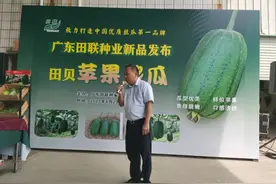 亩产值2万元！广州市南沙区田贝苹果丝瓜新品上市图片
