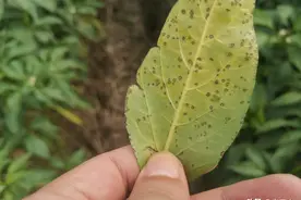 警惕！辣椒细菌性叶斑病大面积发生，使用哪种杀菌剂最有效？图片