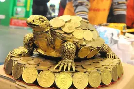 金钱龟的“诡异市场”：是物有所值，还是“控盘”得当？雾里看花图片