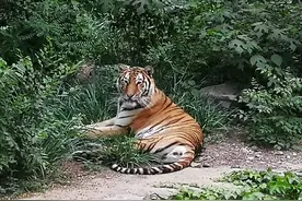 为什么游客总是把动物园的狮子、豹子错认成“老虎”？图片