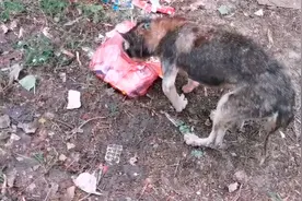 为什么说宠物狗流浪，等于慢性自杀？看看这只哈士奇你就知道了图片