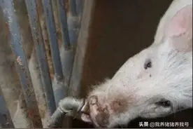 猪都喝尿了，你还不快来看看怎么办图片