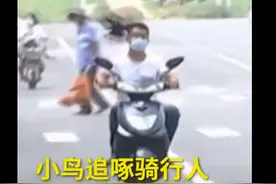 现实版愤怒小鸟！郑州街头卷尾雀对着骑行人猛啄，网友：让你们不戴头盔图片